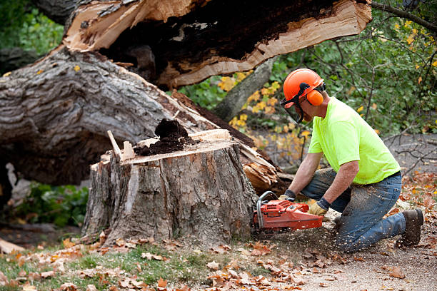 Tree Health Inspection in Yelm, WA